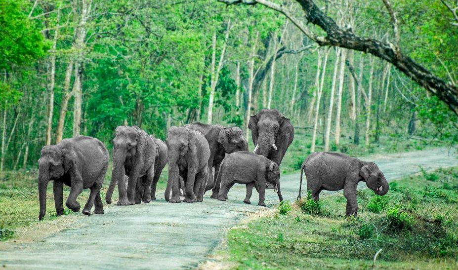 asian elephant Nagarahole National Park