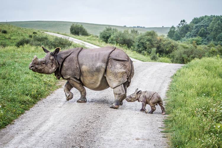 one horned rhino in kaziranga national park