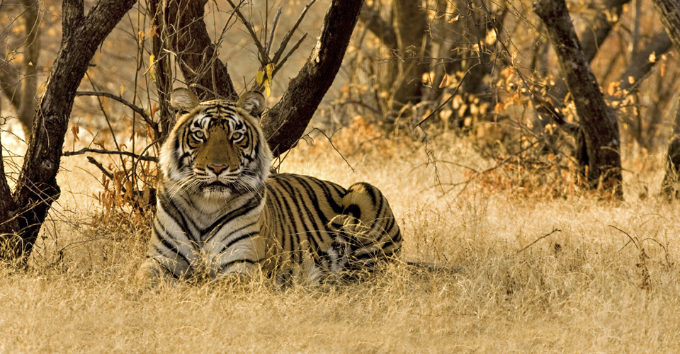 tiger in ranthambore national park