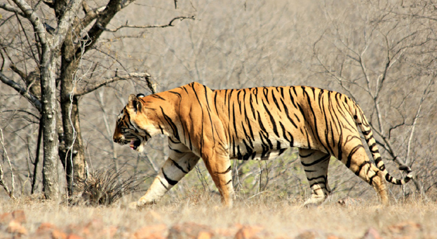 tiger in jim corbett national park