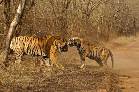 tiger fighting in bandhavgarh national park