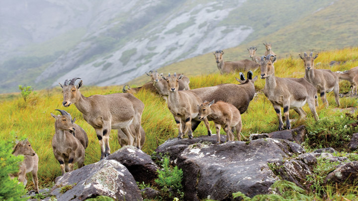 endagered mountain goat in Eravikulam National Park