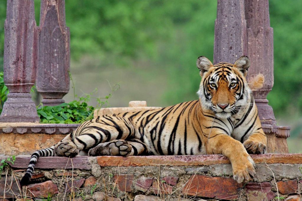 tiger sitting in gir national park