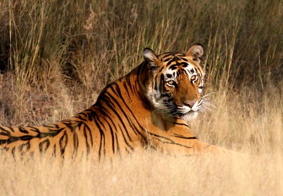 tiger in bandipur national park