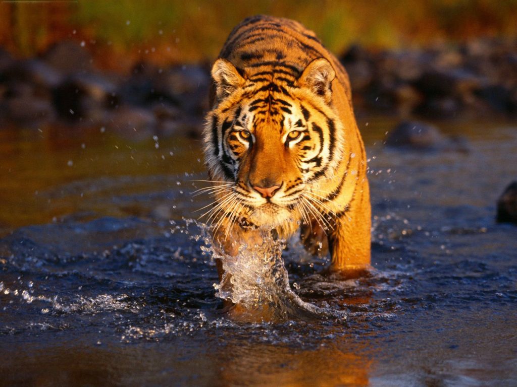 tiger in pench national park