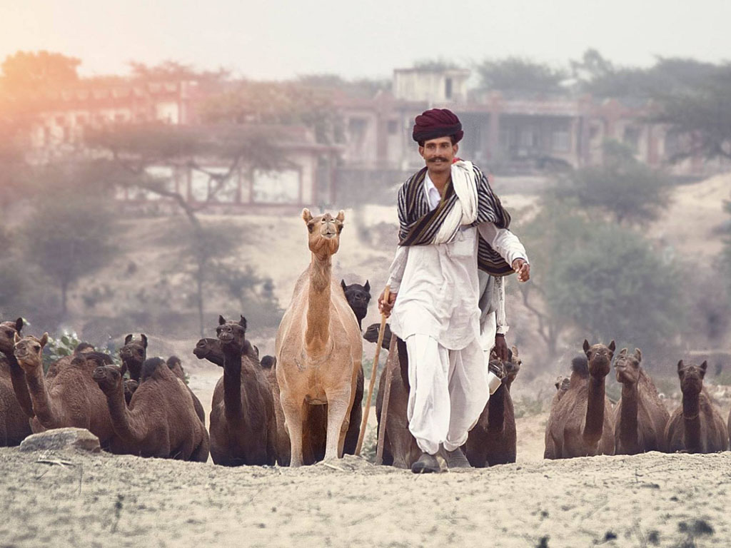 Camel-Pushkar-Fair-2017