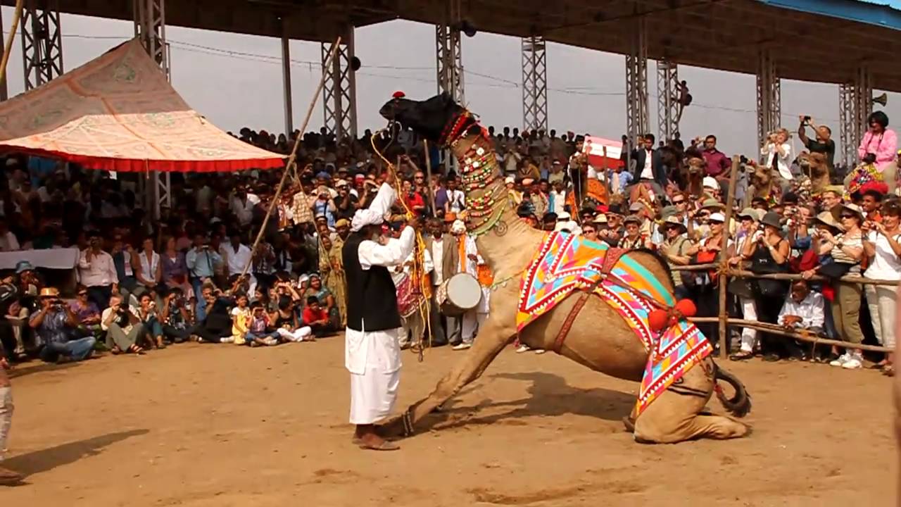 pushkar camel fair