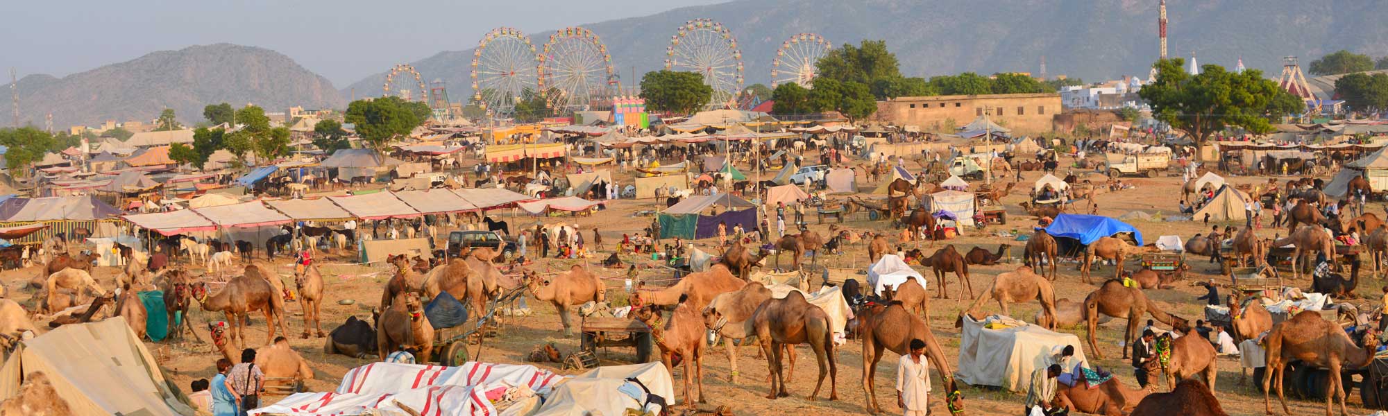 pushkar-camel-fair-2017-origin