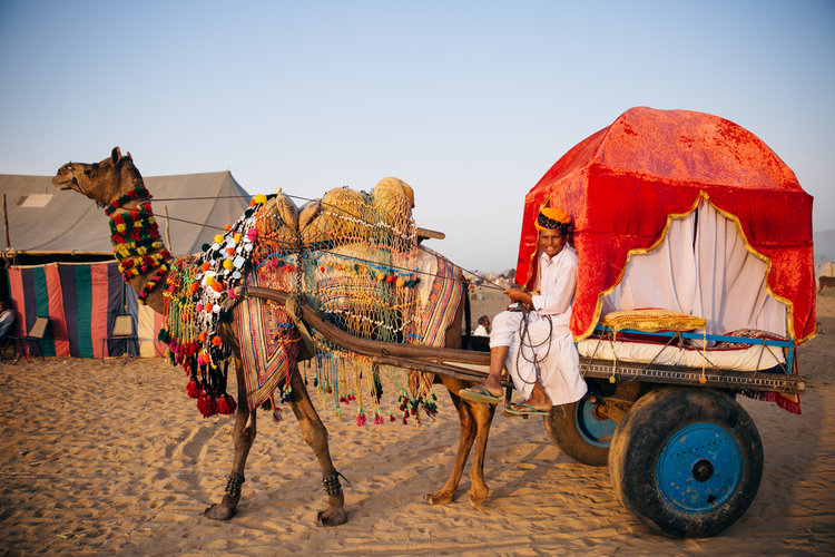 pushkar camel fair 2017 tour with travelsiteindia