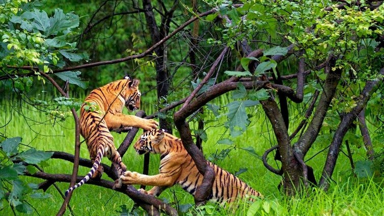 bandhavgarh-royal-bengal-tiger