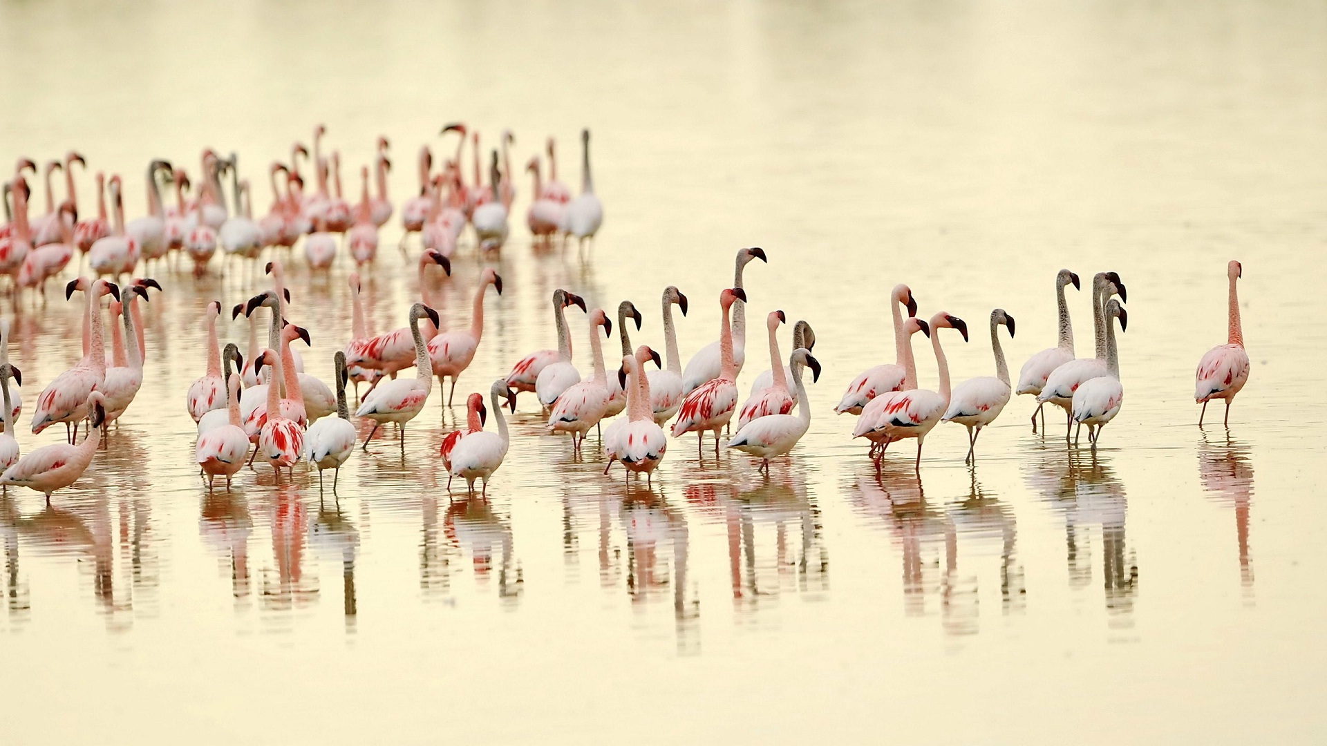 flamingo-birds-in-india