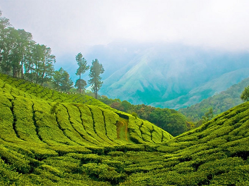 flora and fauna of kerala