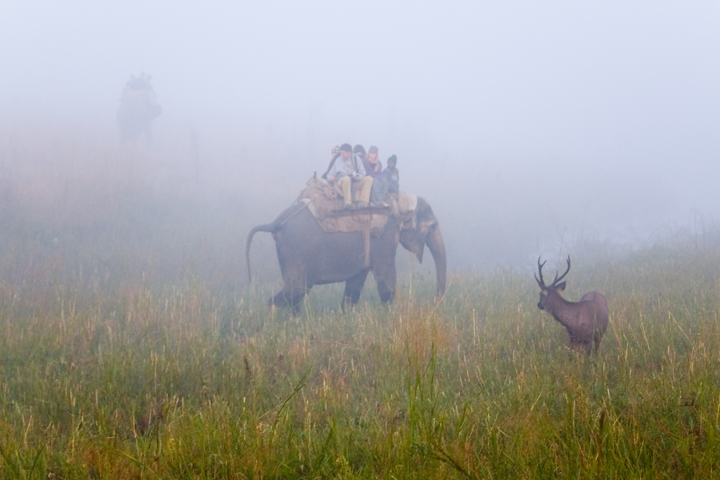 jim-corbett-national-park