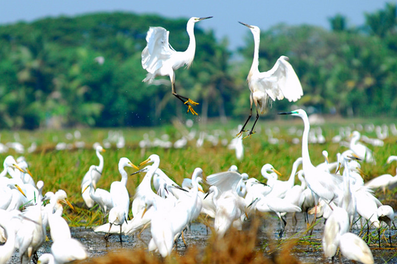 kumarakom-bird-sanctuary-kerala