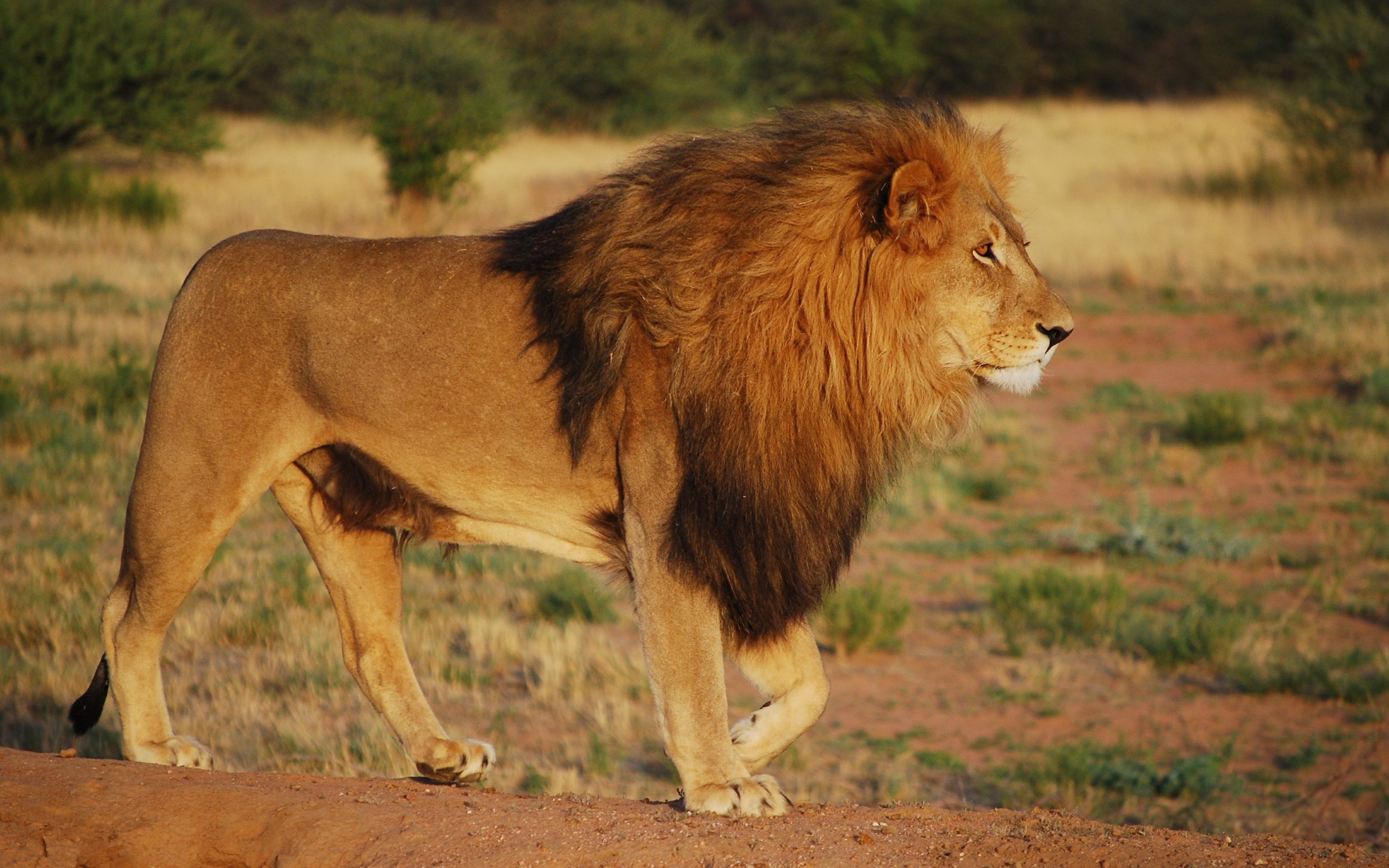 lion at gir national park
