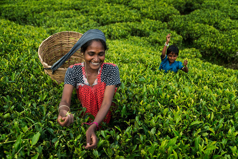 munnar tea plantation