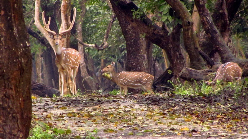 nagarhole_national_park