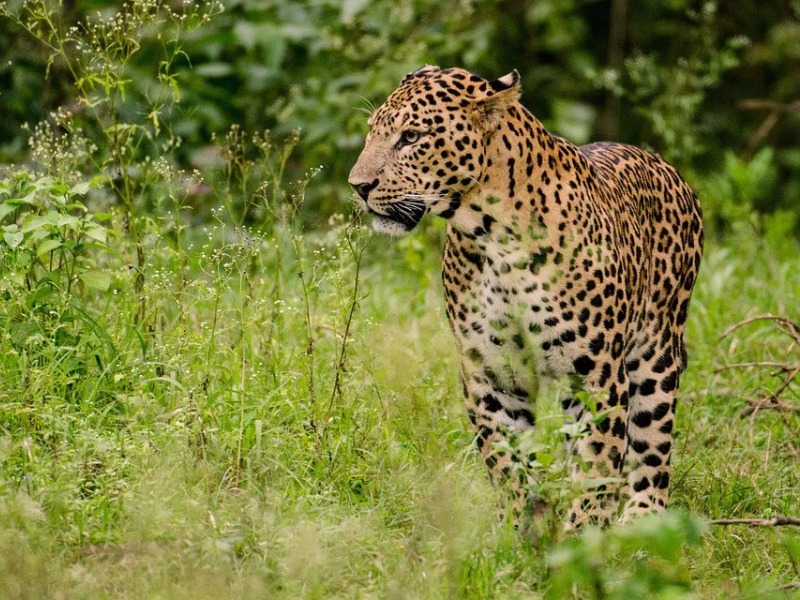 pench-national-park-leopard