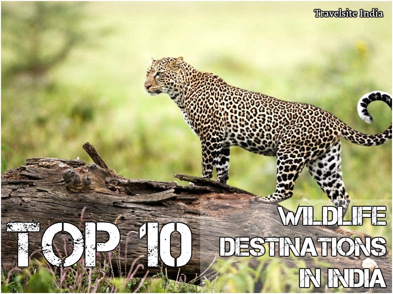 top 10 wildlife sanctuaries in india