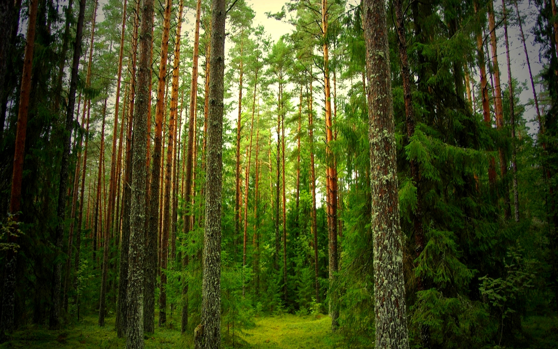 vagamon pine forest