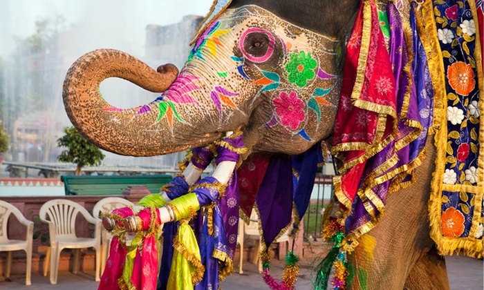 elephant camel painted with color in jaipur