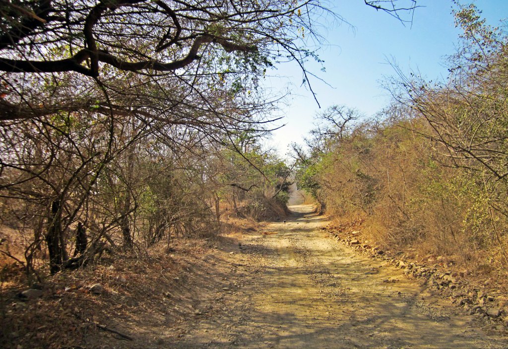 gir national park in gujarat