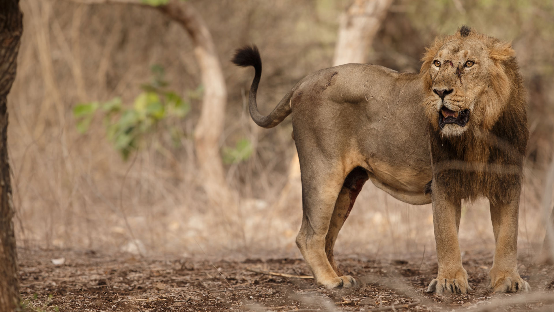 gil national park in gujarat