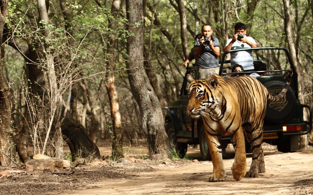 jungle safari for first timer traveller in india