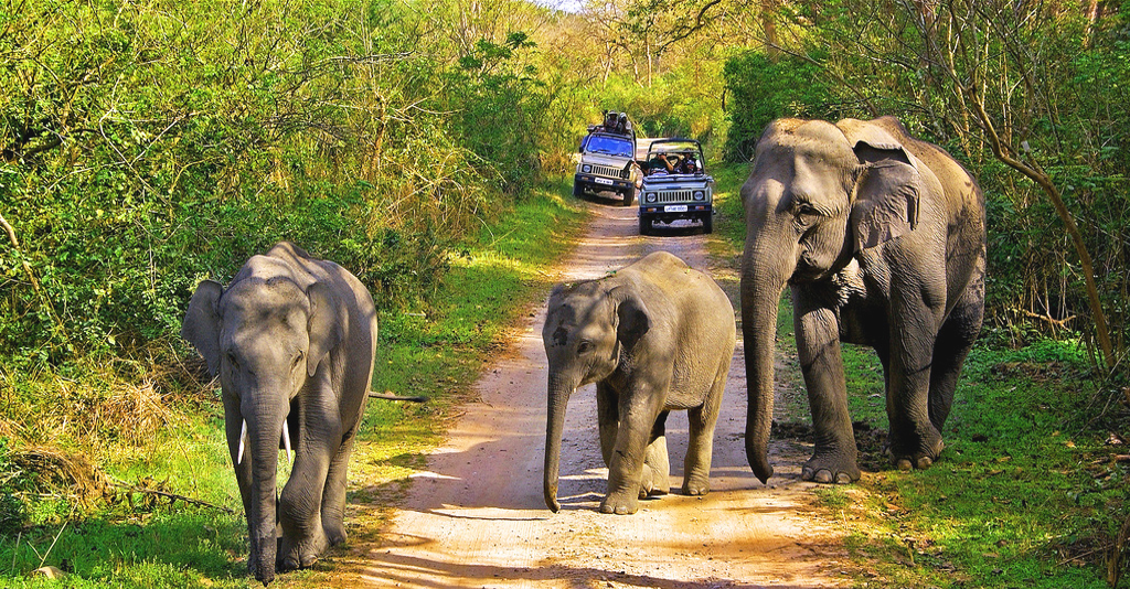 jungle trip for first time american traveller in india