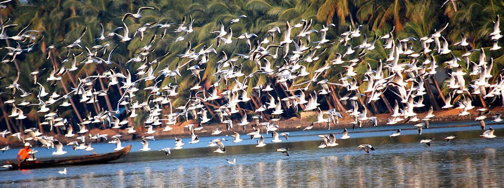 kumarakom sanctuary kerala