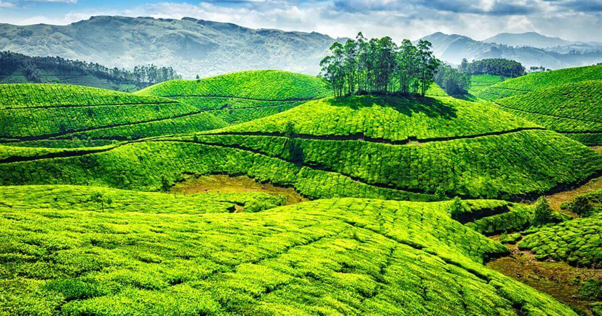 tea gardens munnar kerala