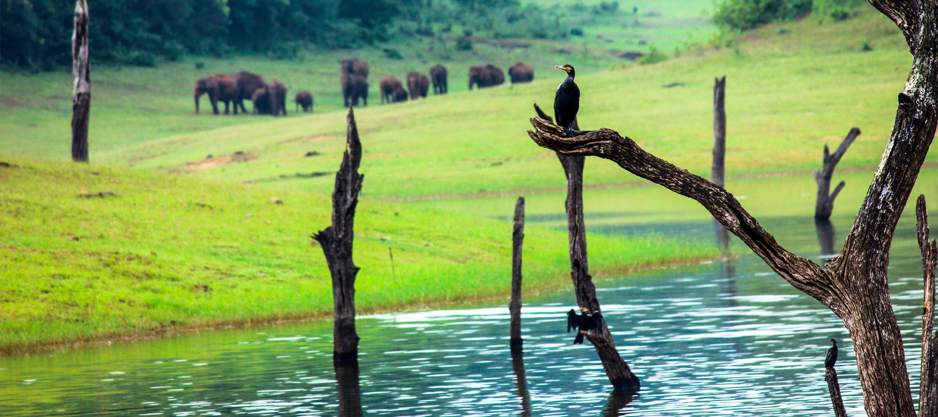 thekkady kerala