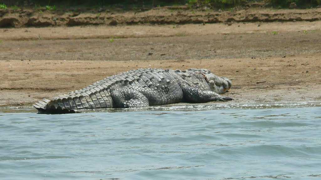 best time to visit chambal safari