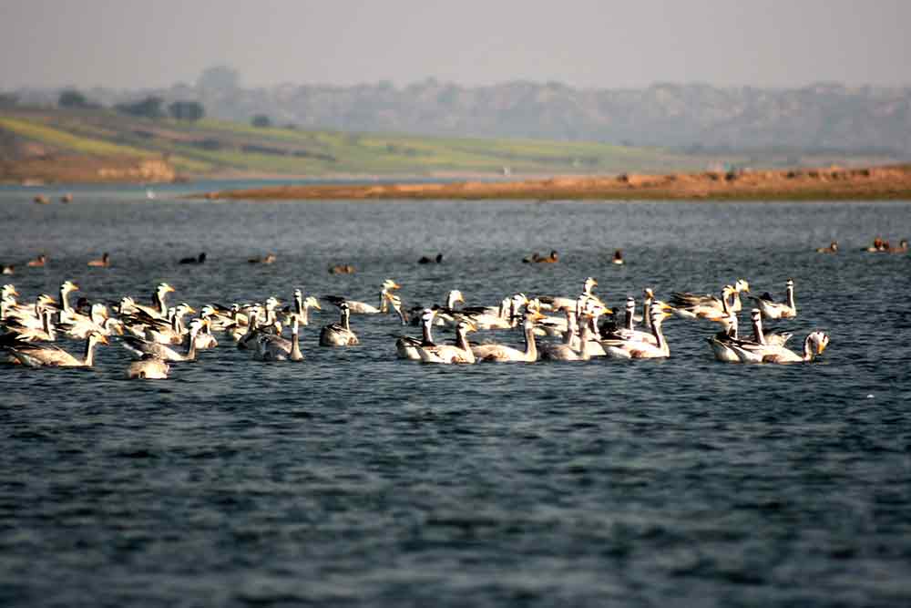 bird species in chambal safari