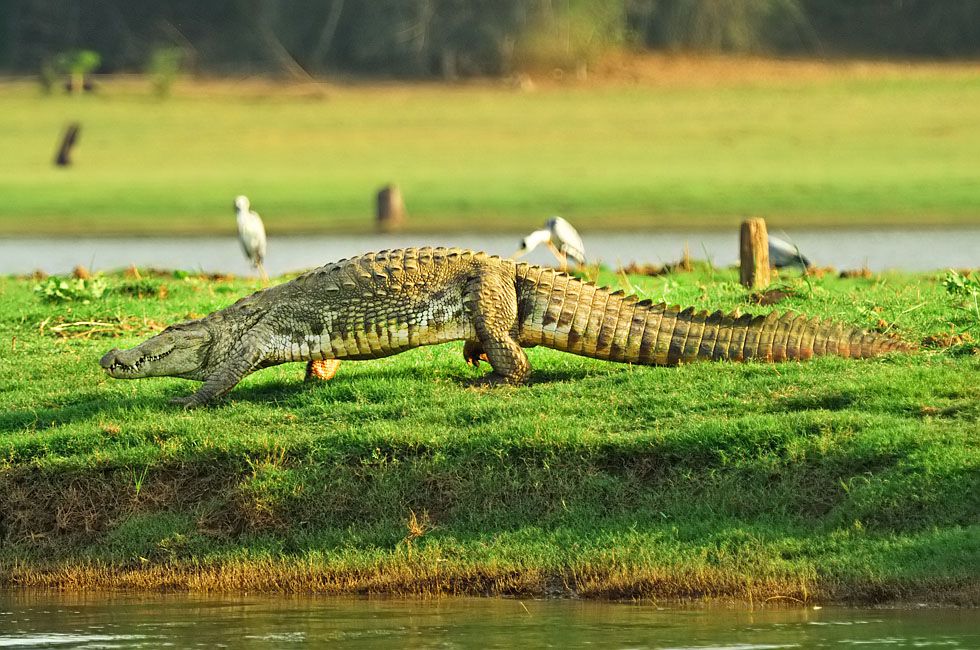 chambal fauna