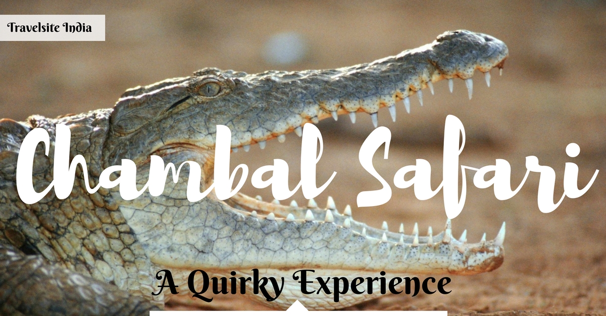 chambal safari a quirky experience