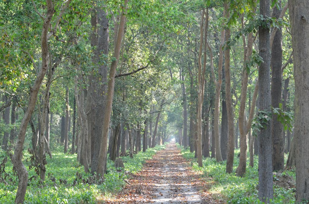 flora in chambal