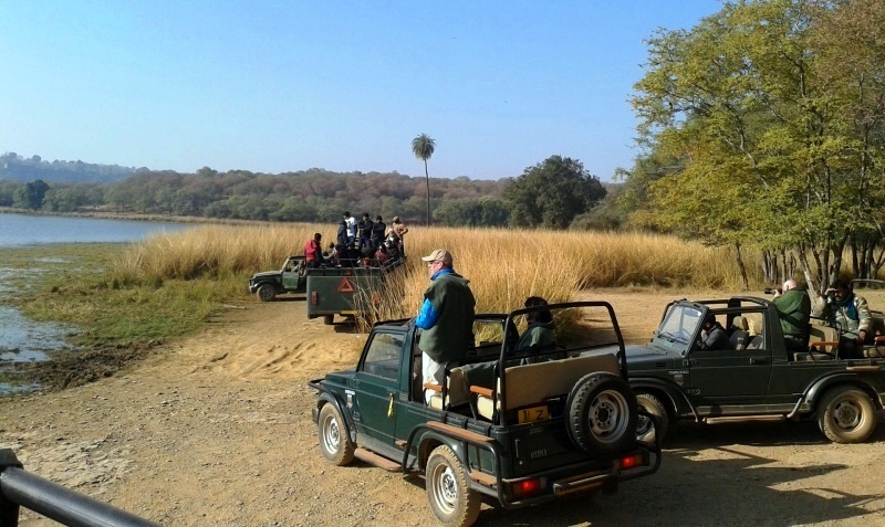 open jeep safari in chambal