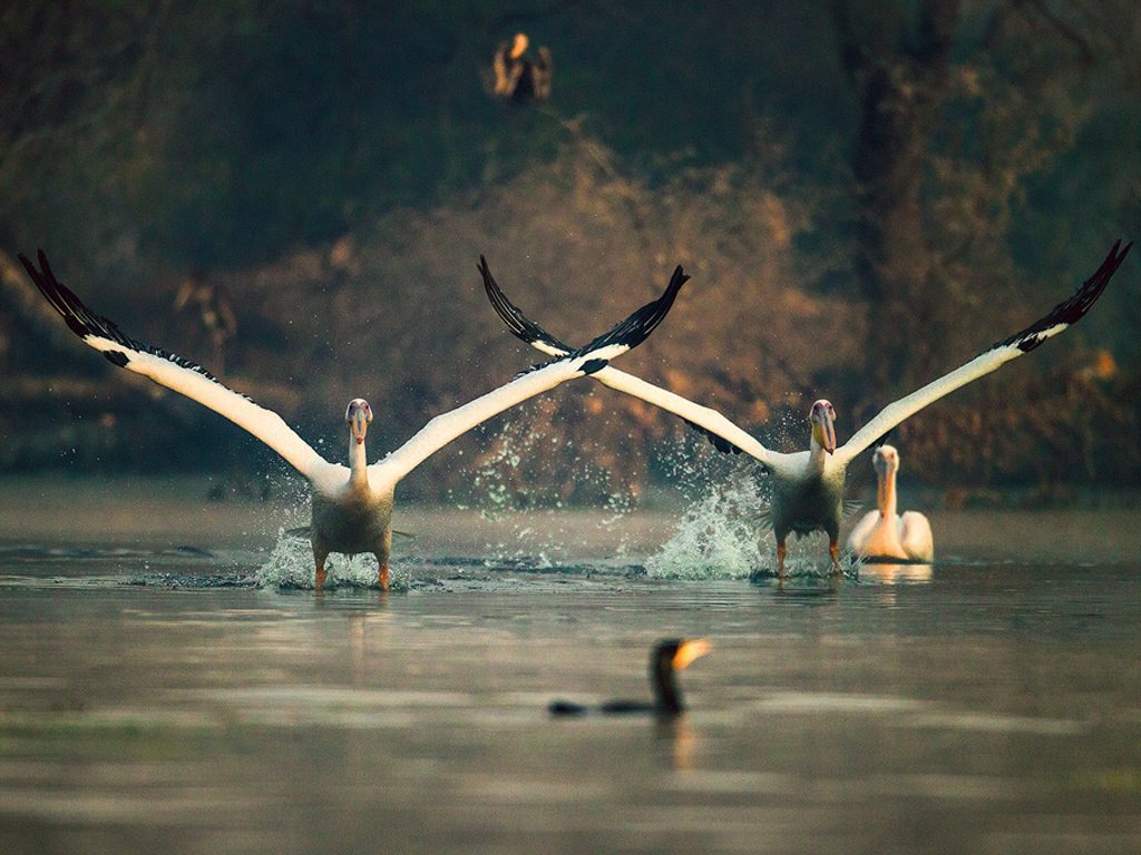 bird watching at bharatpur national park activities besides exploring the splendid forts and palaces