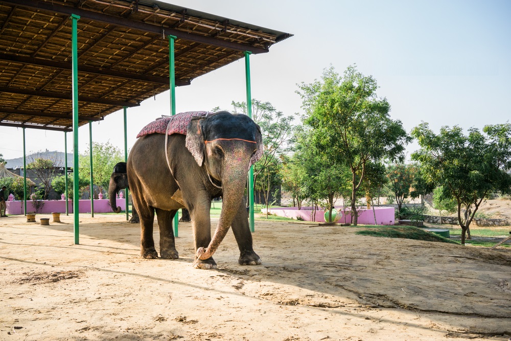 hathi gaon activities besides exploring the splendid forts and palaces