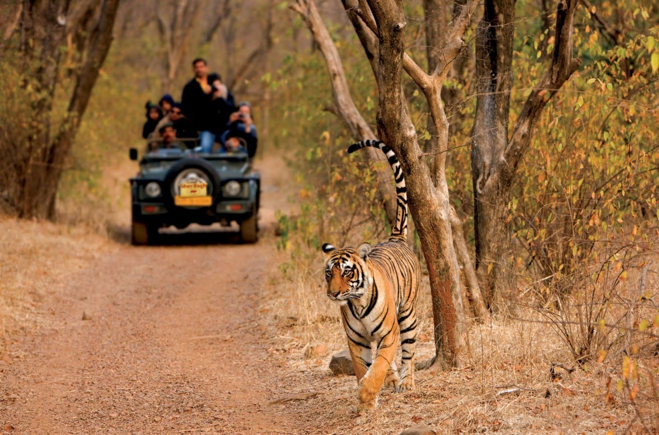 jungle safari at ranthambore national park activities besides exploring the splendid forts and palaces