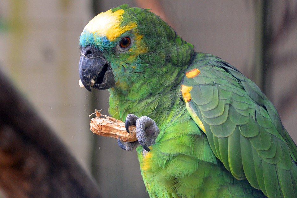 parrot bird sanctuary - thing to do in chandigarh