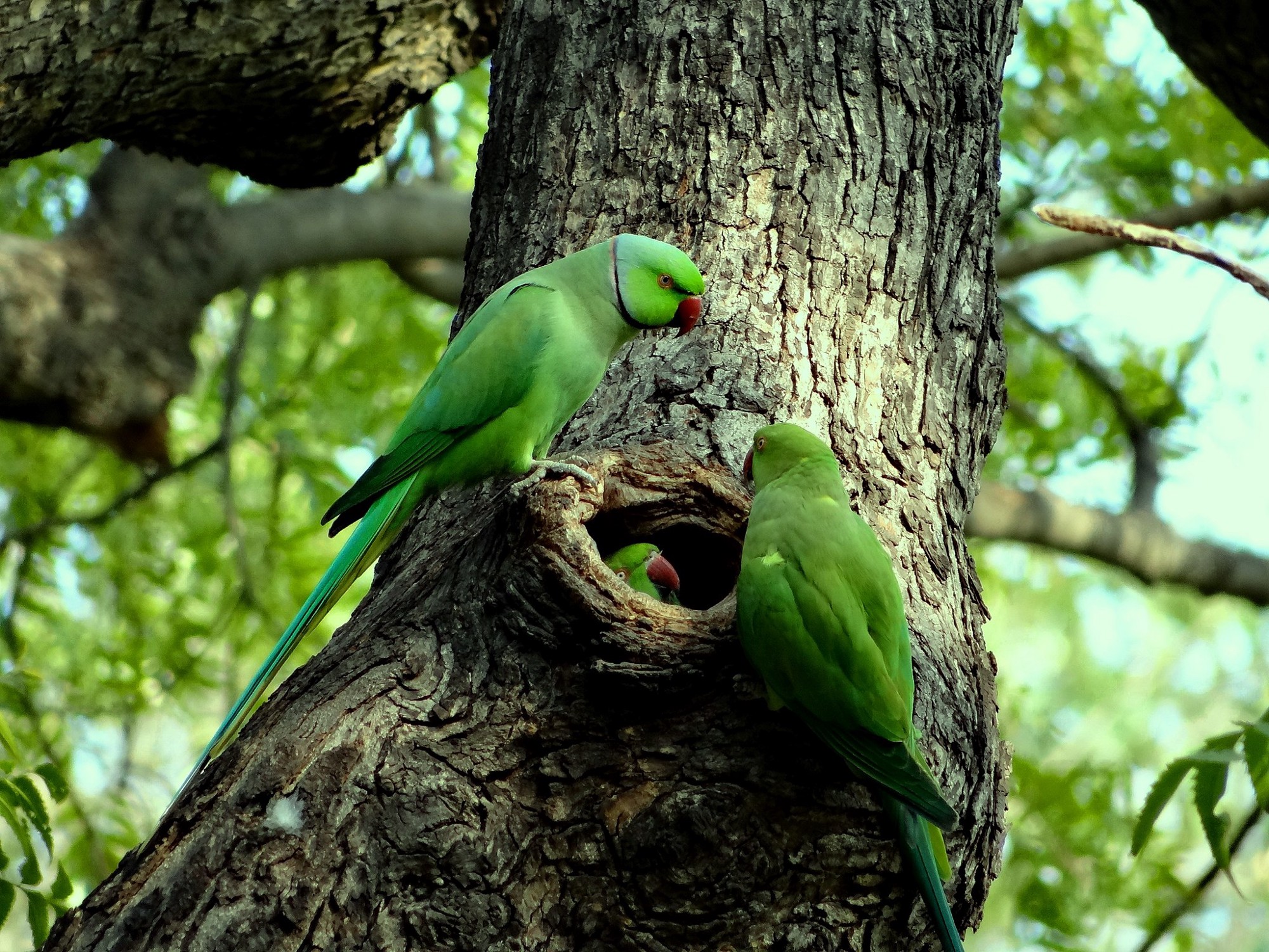 parrot bird sanctuary - things to do in chandigarh