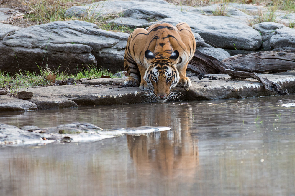 bengal-tiger drinking water in lake in kanha national park