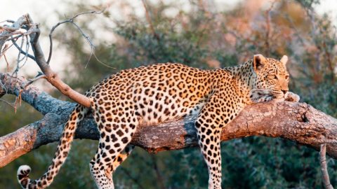 Best Places For Wildlife Photography In India - Go To Town - Travelsite