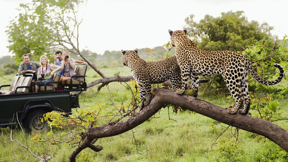 cheetah in jungle while wildlife safari in indian jungle