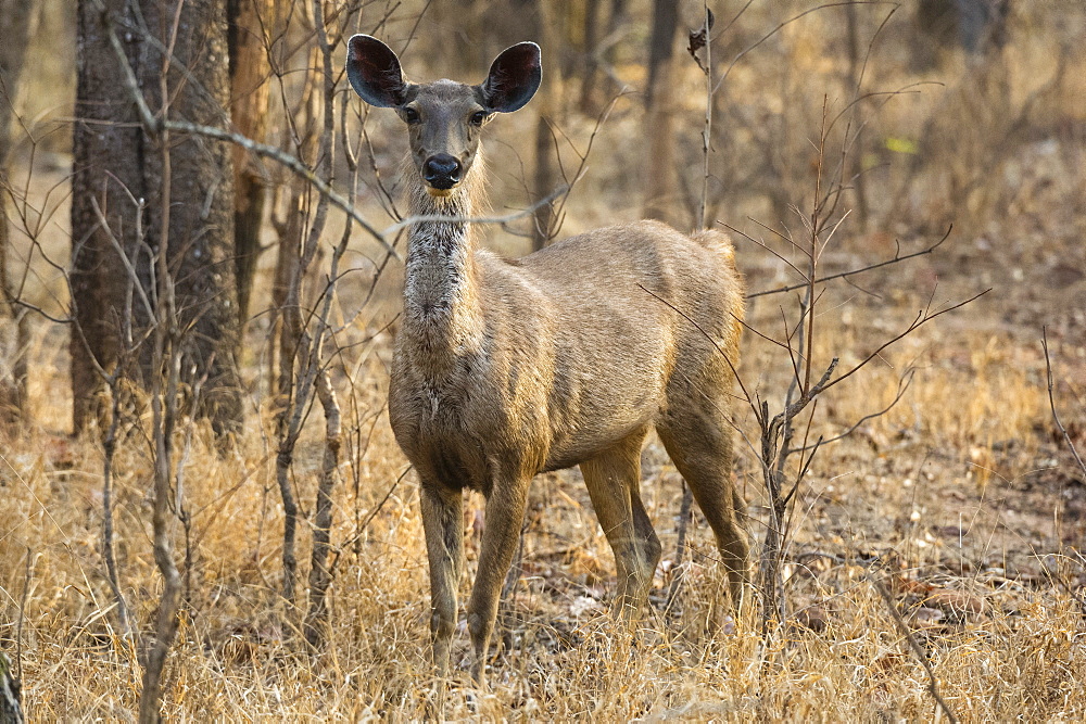 sambar deer in bandhavgarh national park