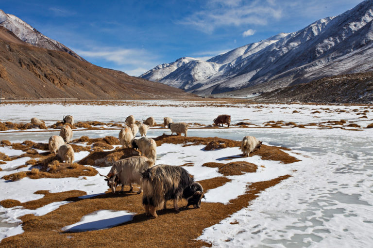 Best Places For Wildlife Photography In India - Go To Town - Travelsite