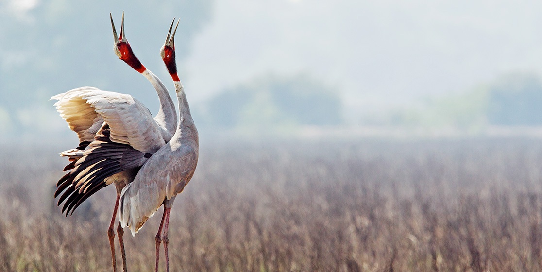 keoladeo bharatpur bird sanctuary