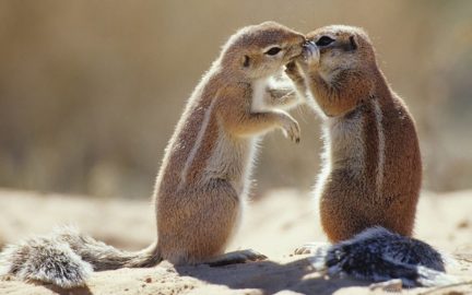 Best Places For Wildlife Photography In India - Go To Town - Travelsite